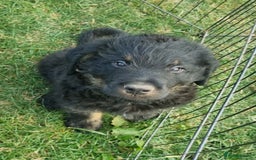 Mixed Breed dogs for sale: GORGEOUS ROTTLE PUPPIES - Image 12