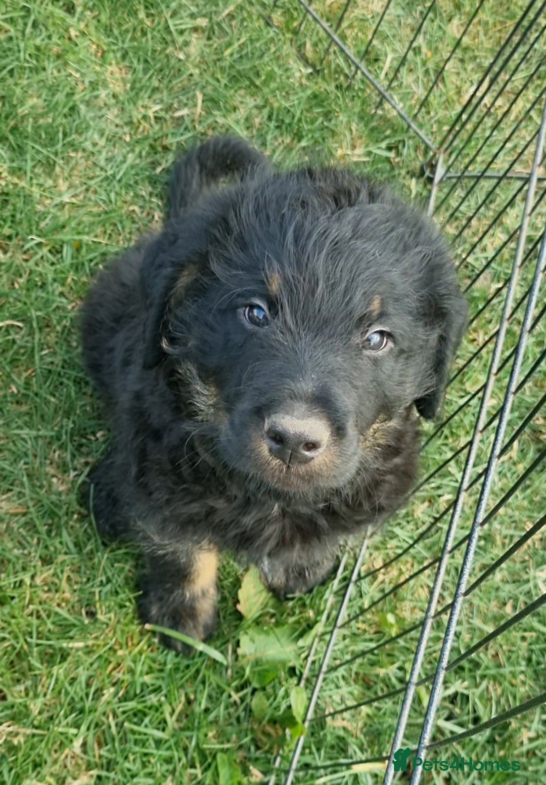 Mixed Breed dogs for sale: GORGEOUS ROTTLE PUPPIES - Image 12