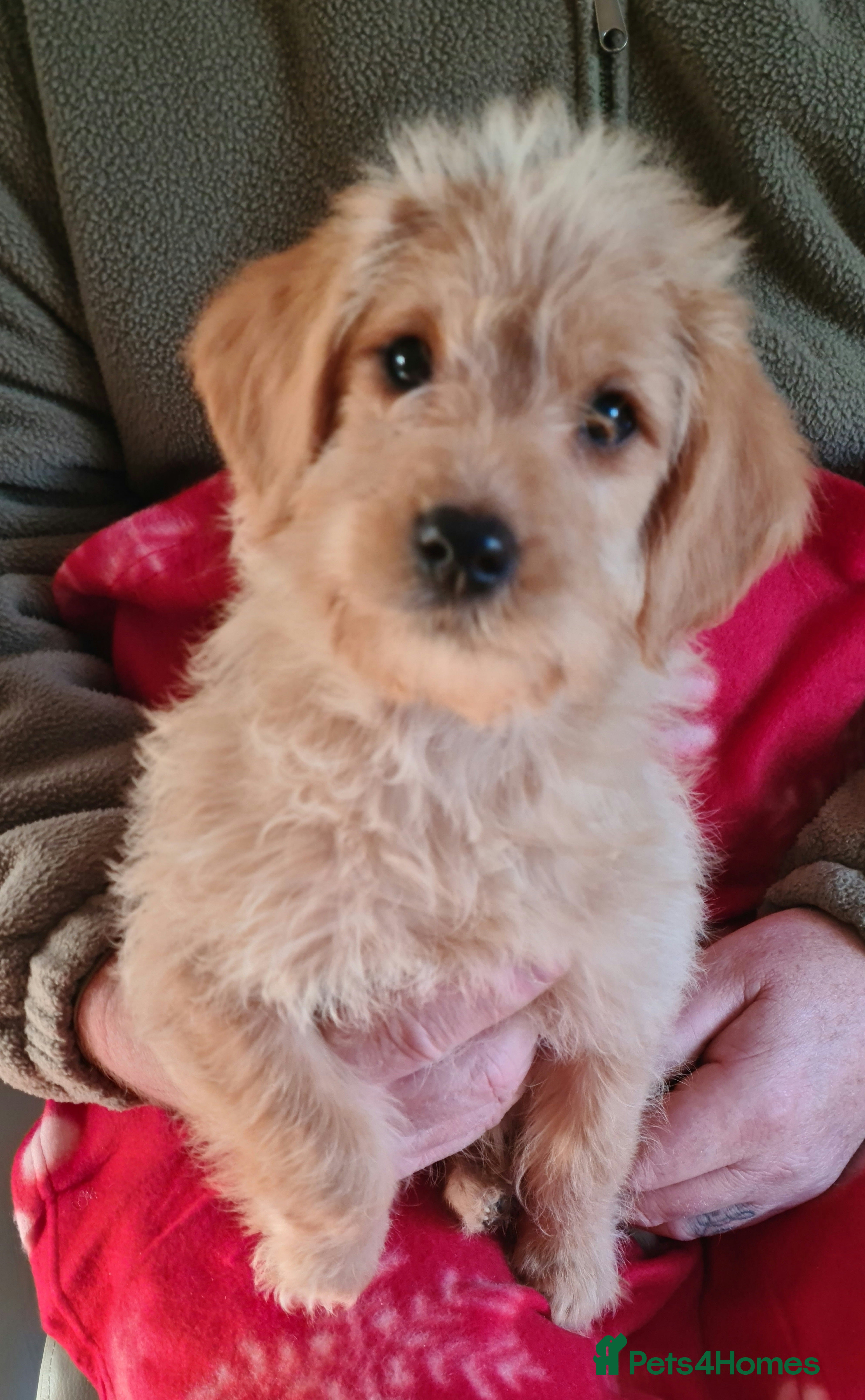 Labradoodle dogs  Beutifull F1 labradoodle puppies  - Advert 5