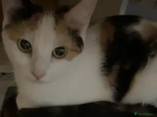 Domestic Shorthair cats Calico cats mum and daughter - Advert 1