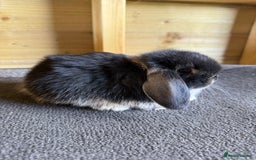 Mini Lop rabbits for sale: 🖤🩶 GORGEOUS LITTER OF PUREBRED MINI LOPS 🖤🩶 - Image 5