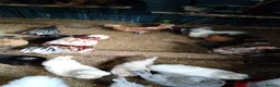 Chickens poultry for sale: 🐔 Organic Fertile Eggs & Pure Breed Chickens - Advert 1