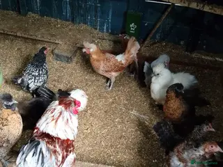 Chickens poultry Pure Breed Chickens friendly egg layer chickens - Advert 1