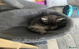 Mixed Breed cats for sale: Siamese/bsh domestic cross kittens  - Image 8