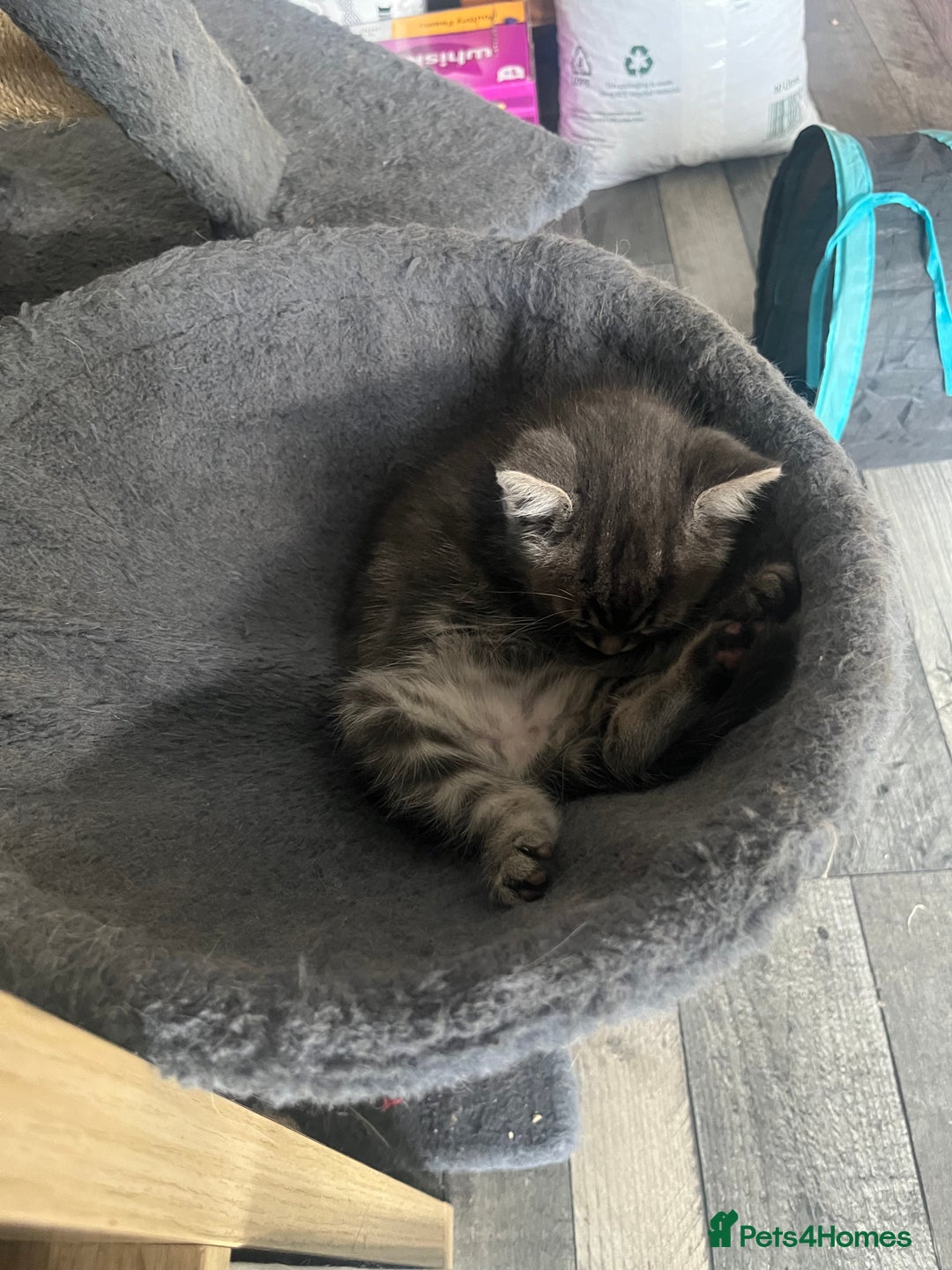 Mixed Breed cats for sale: Siamese/bsh domestic cross kittens  - Image 8