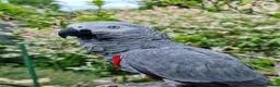Parrots birds for sale: African grey parrot  - Advert 9