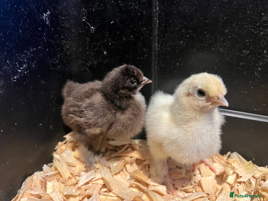Chickens poultry for sale: MIXED HATCHING EGGS - Pekin, Silkie, Pekin/Silkie - Advert 2
