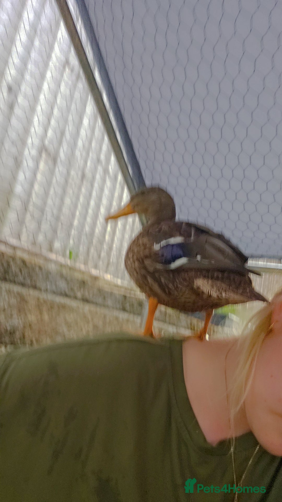 Ducks poultry for sale: 3 ducks for sale - Image 2