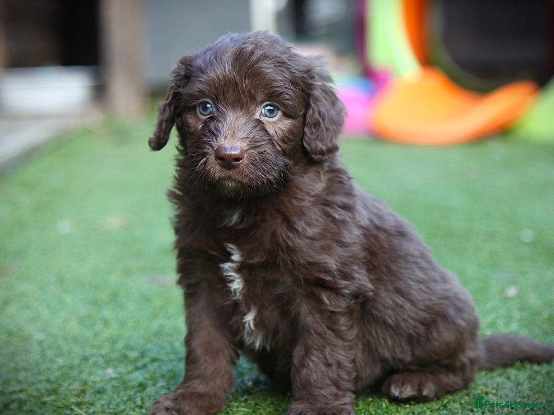 Bordoodle dogs for sale: Gorgeous Bordoodles 🤎 - Image 5