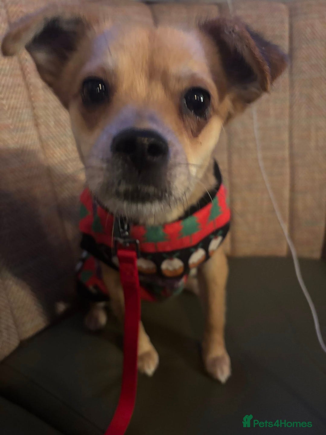 Mixed Breed dogs for adoption: Perfect Precious - Advert 2