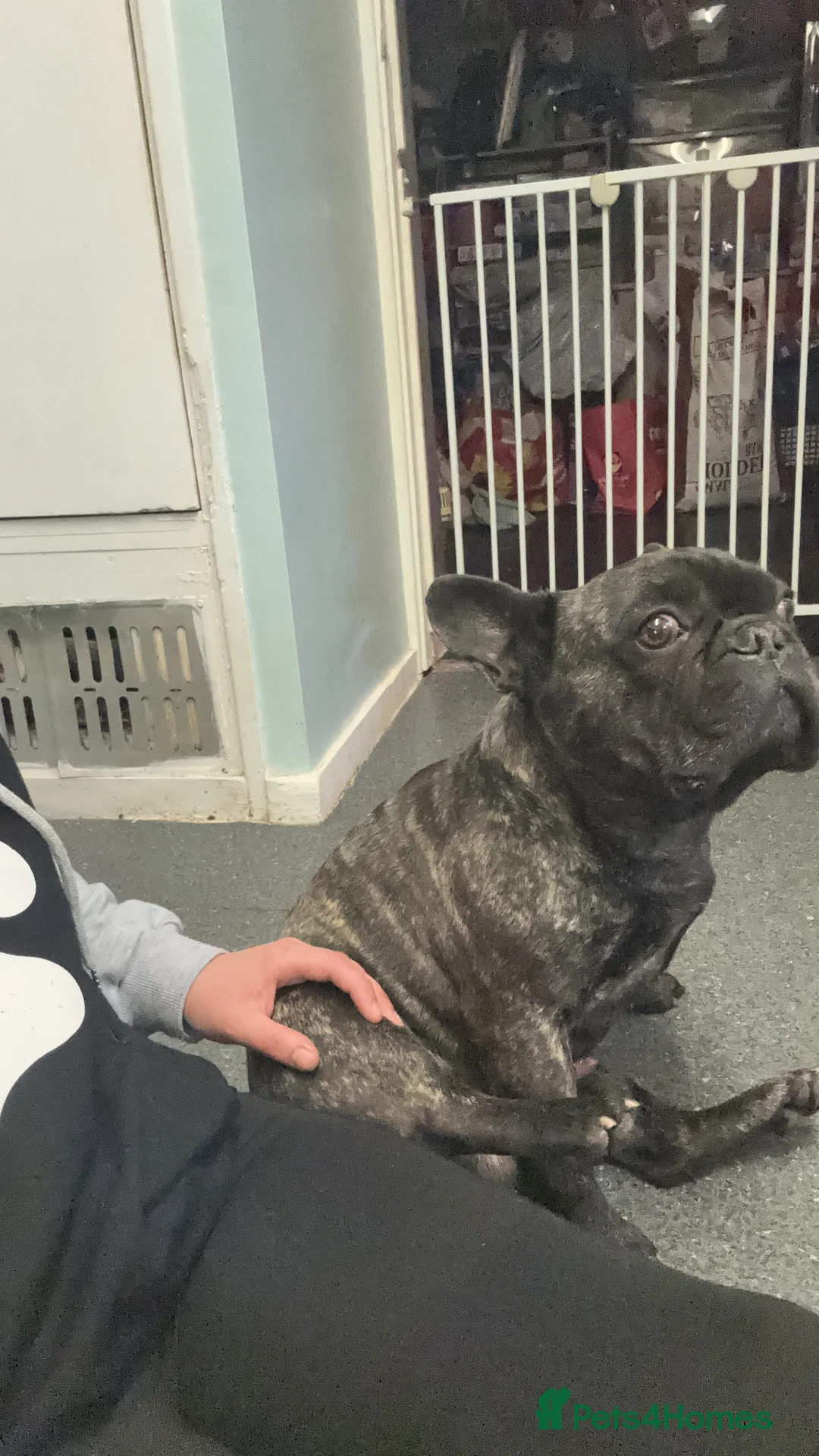 French Bulldog dogs for sale: 4 year old male  - Advert 3