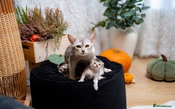 Abyssinian cats for sale: Silver Black Abyssinians-Champion TICA pedigree - Image 4