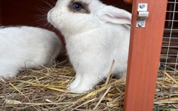 Mini Lop rabbits for sale: Gorgeous blue eyed mini lop girls - Image 3