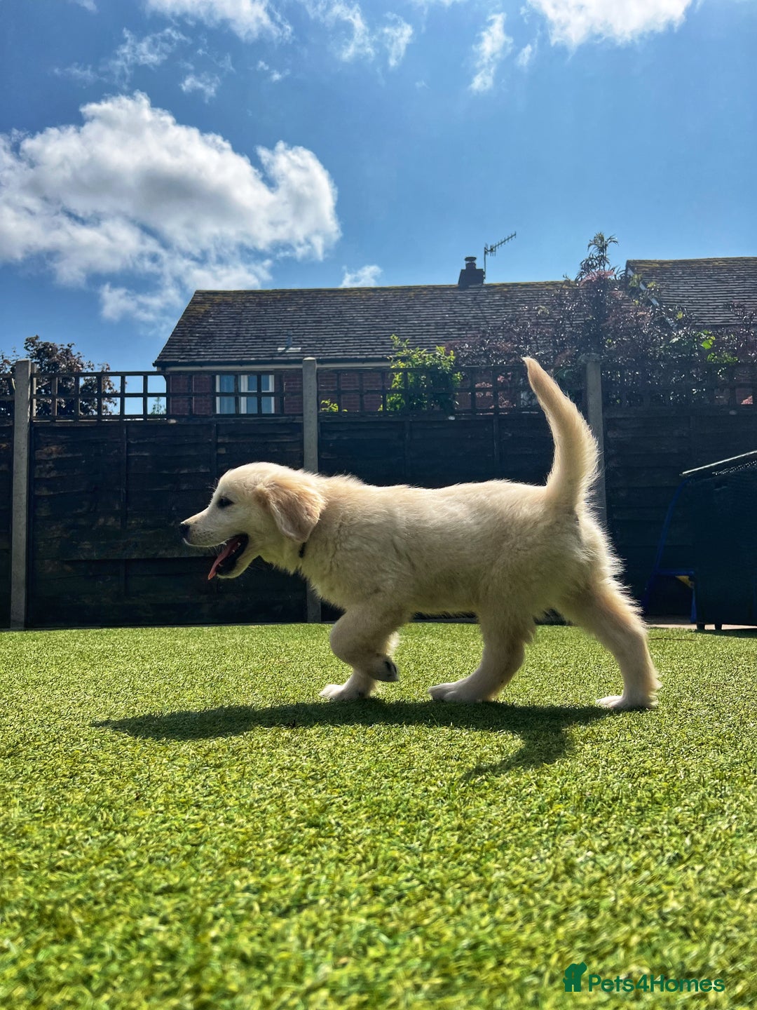 Golden Retriever dogs for sale: Stunning Litter of Golden Retrievers! in Lydbury North - Image 37