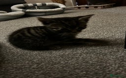 Domestic Shorthair cats for sale: 7 very adorable kittens  - Image 9