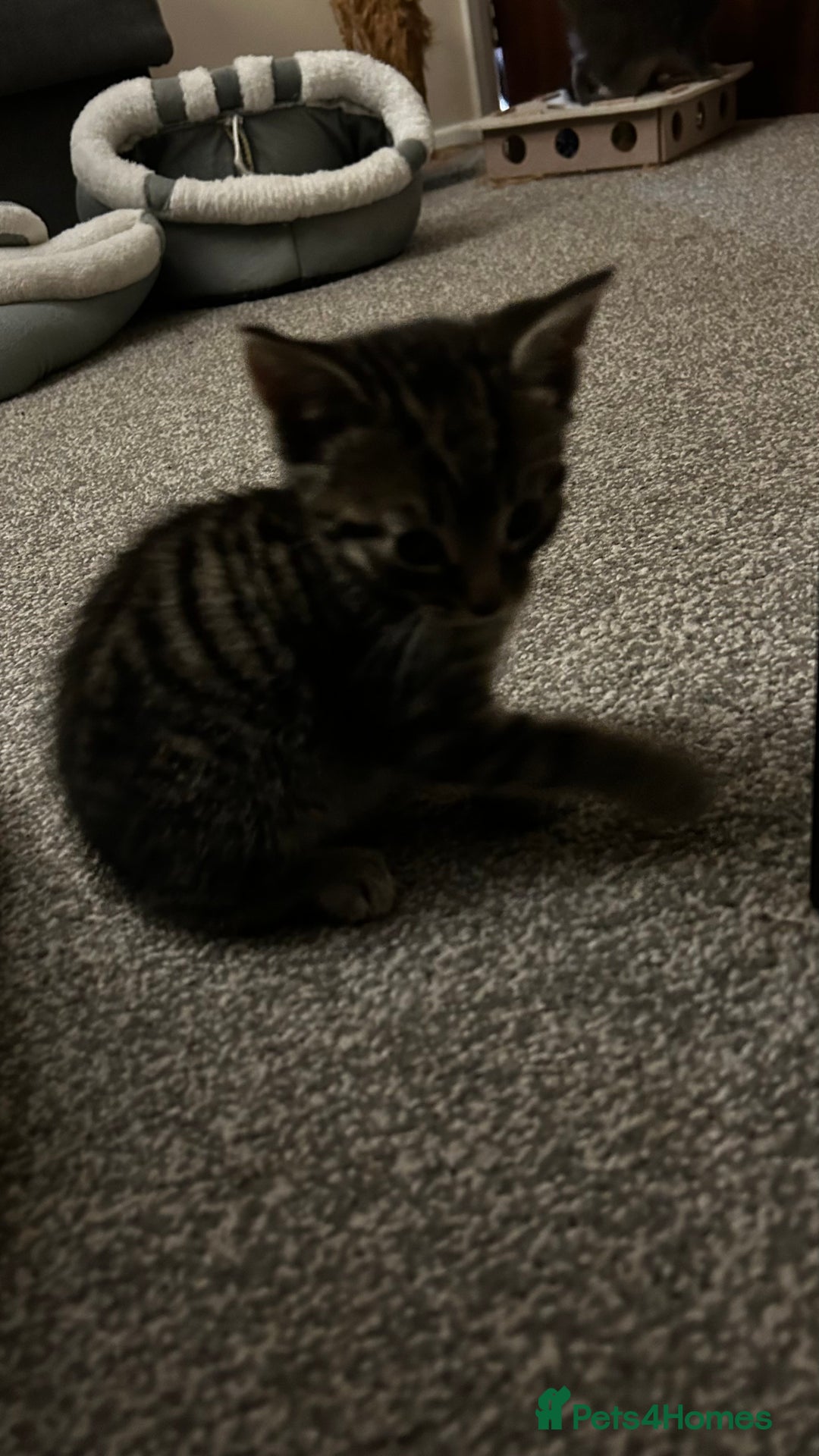 Domestic Shorthair cats for sale: 7 very adorable kittens  - Image 9