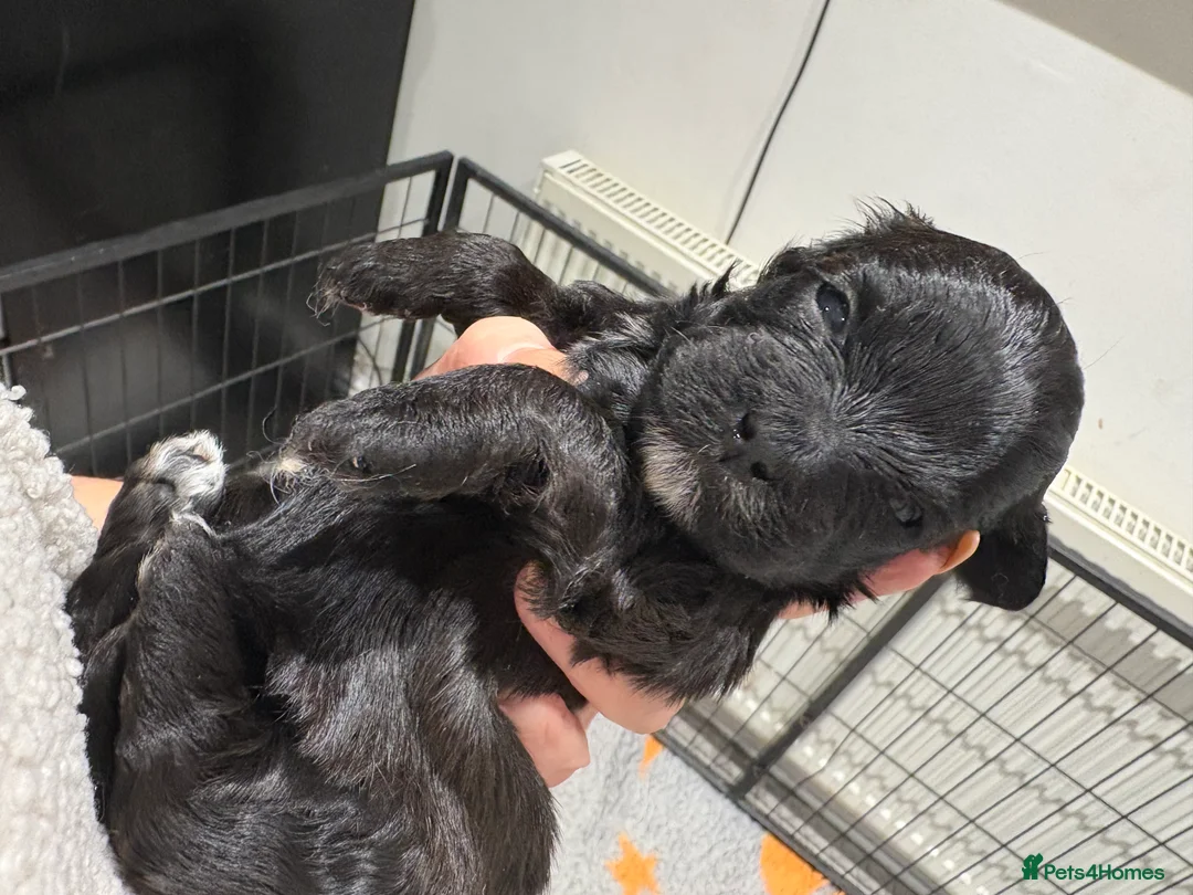 Shihpoo dogs for sale: Shihpoo f1 puppies  🩷🩷 - Advert 35