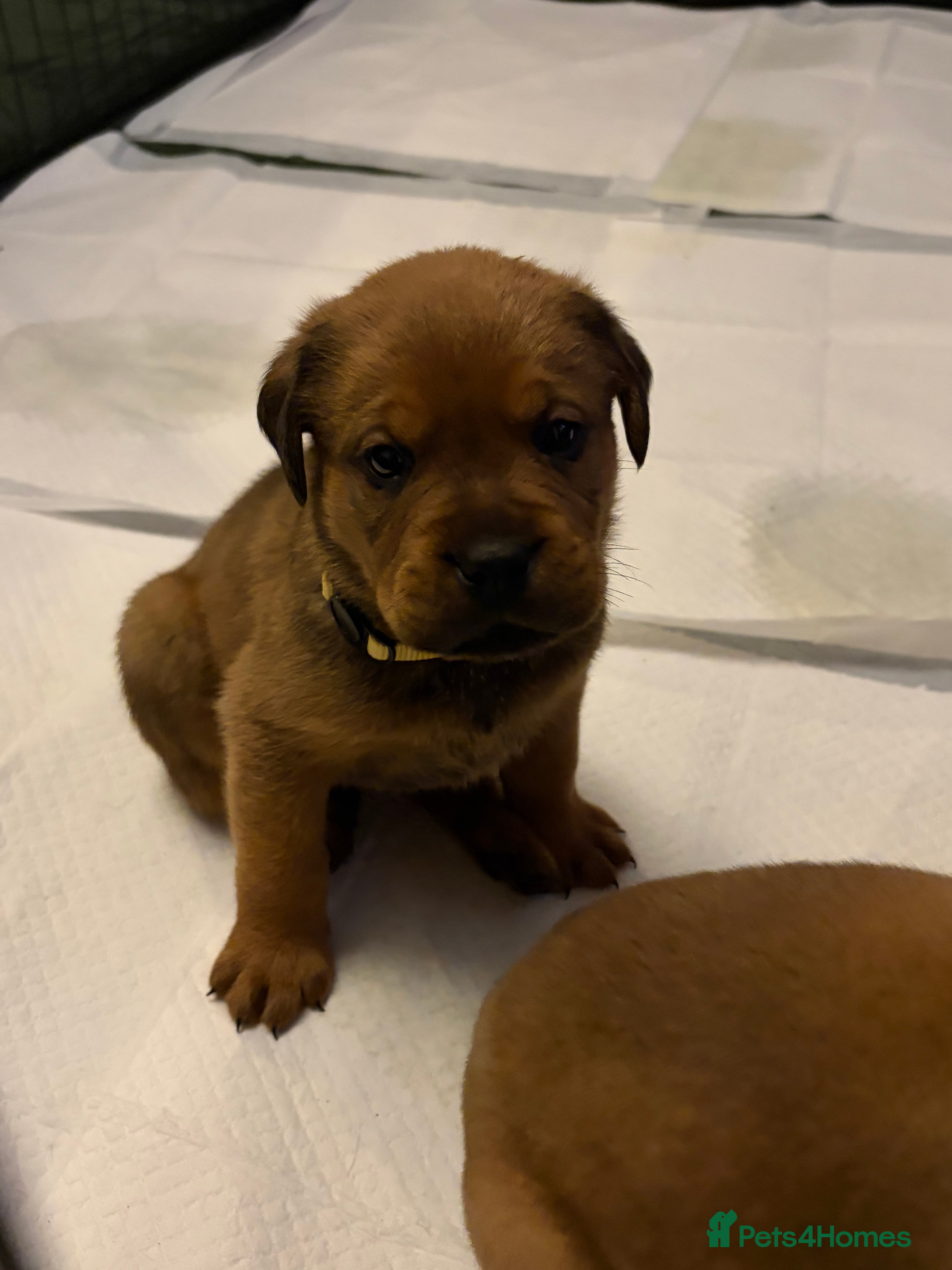 Mixed Breed dogs Rottweiler x Dogue De Bordeaux puppies - Advert 12