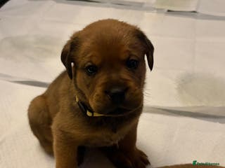 Mixed Breed dogs Rottweiler x Dogue De Bordeaux puppies - Advert 12