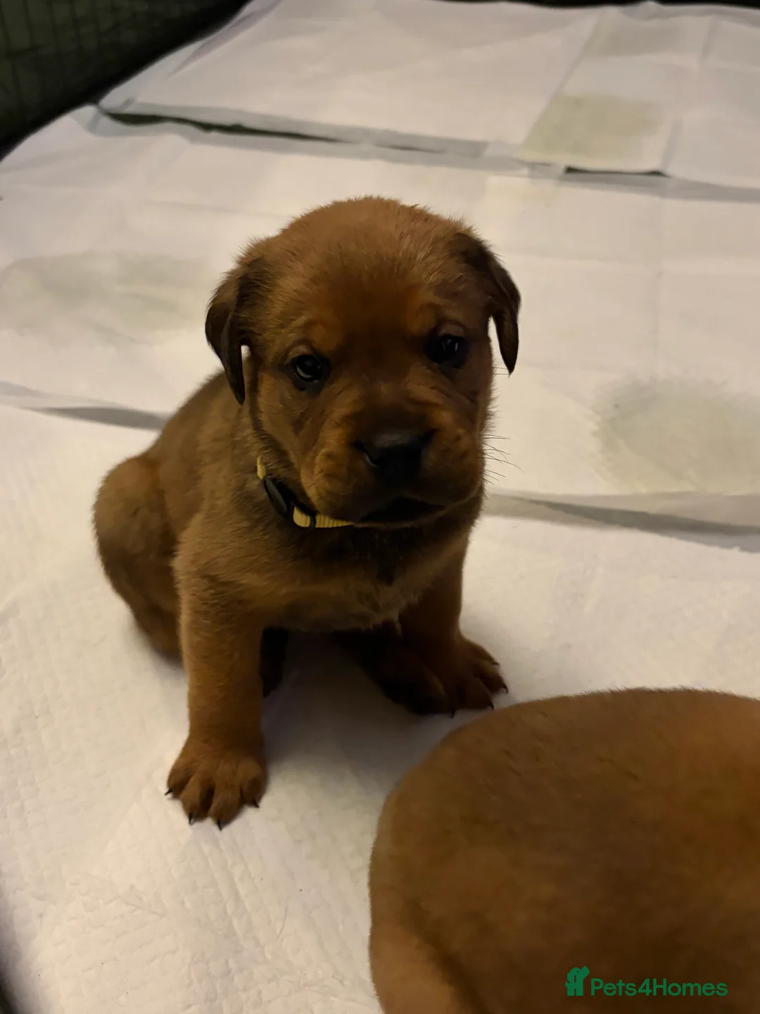Mixed Breed dogs for sale: Rottweiler x Dogue De Bordeaux puppies - Advert 1