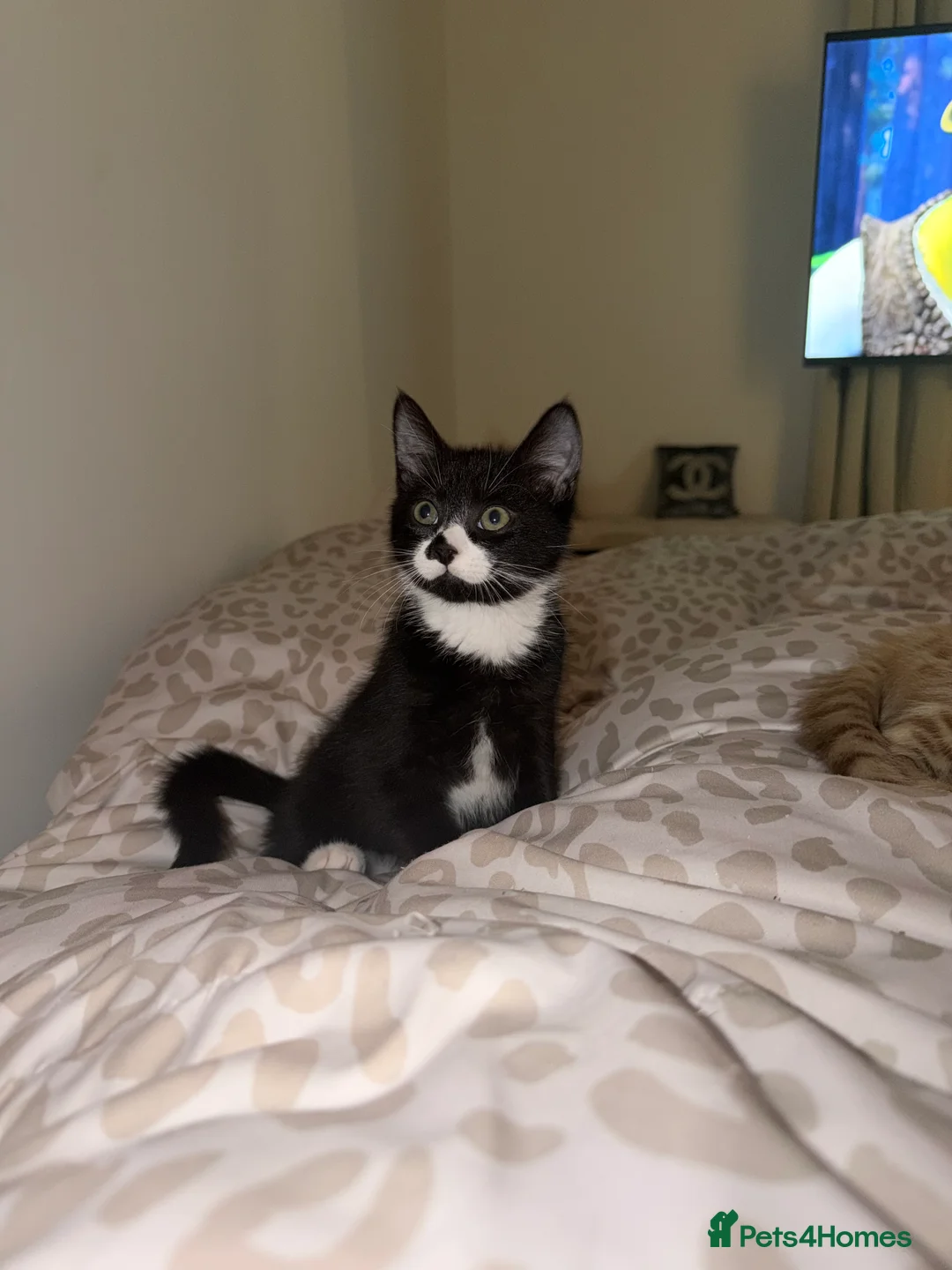 Mixed Breed cats for sale: Ace and tigger please read description  - Advert 2
