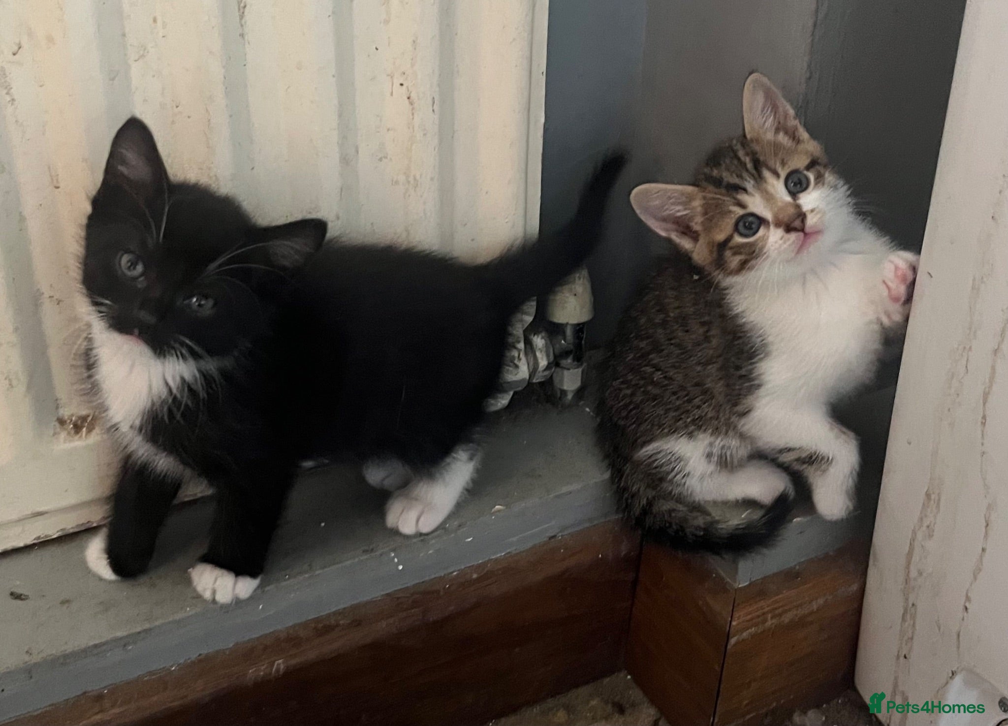 Mixed Breed cats Very friendly and  - Advert 1