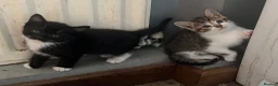 Mixed Breed cats for sale: Very friendly and  in Shipston-on-Stour - Advert 1