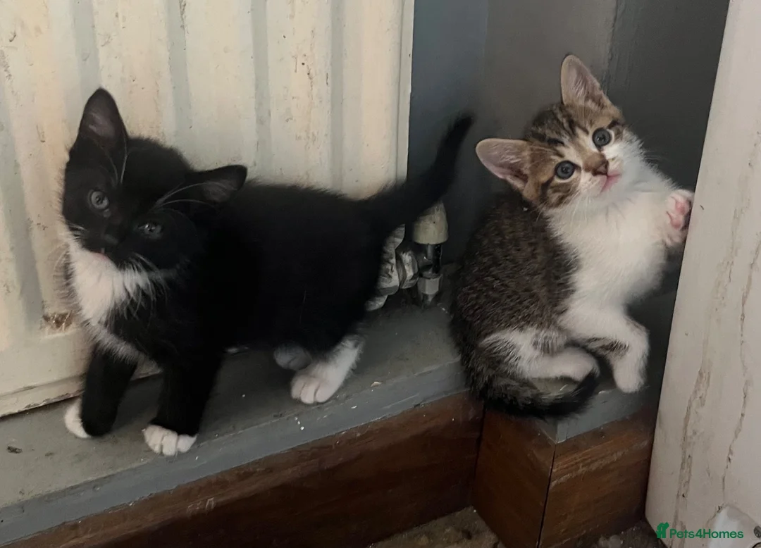 Mixed Breed cats for sale: Very friendly and  in Shipston-on-Stour - Advert 1