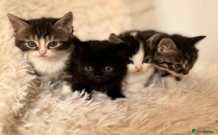 Mixed Breed cats - Advert 1