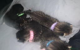 Mixed Breed cats for sale: beautiful kittens  - Image 12