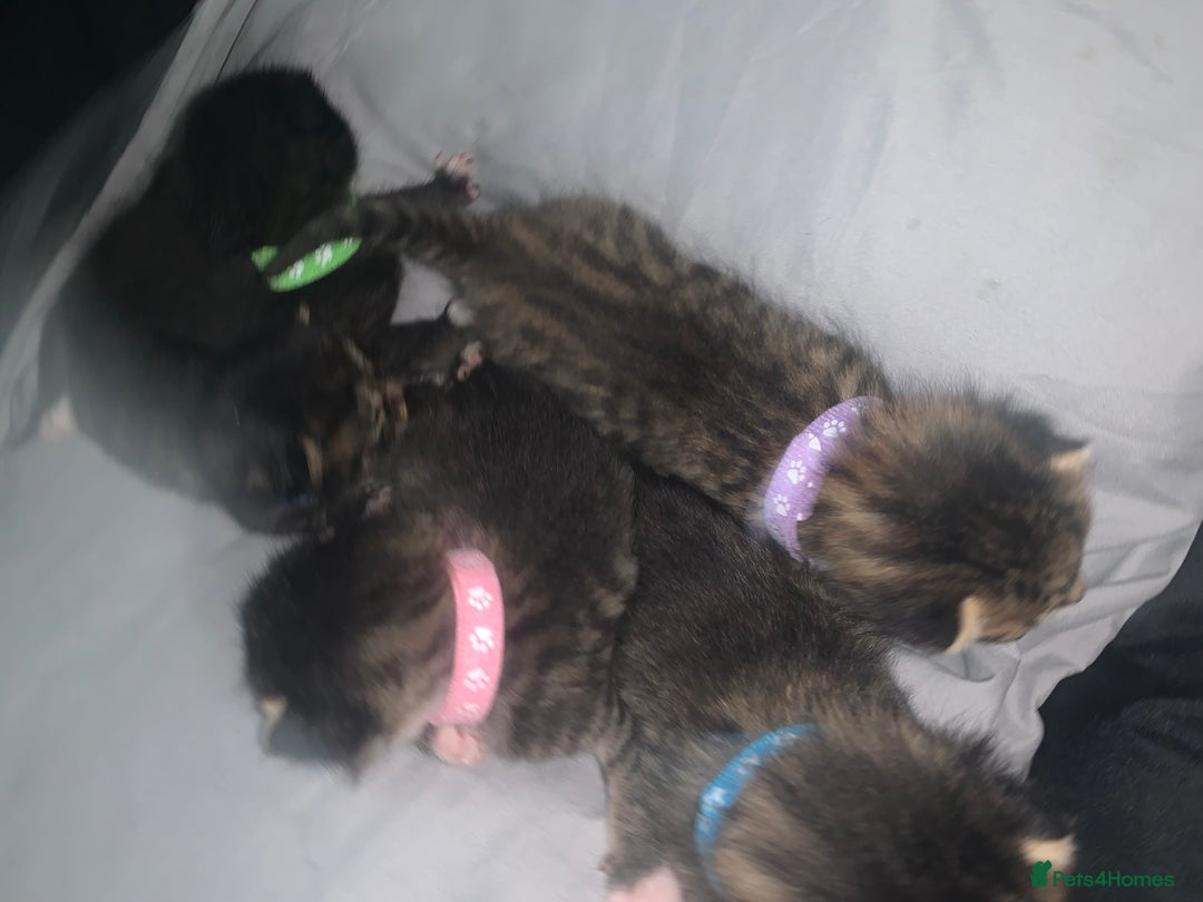 Mixed Breed cats for sale: beautiful kittens  - Image 12