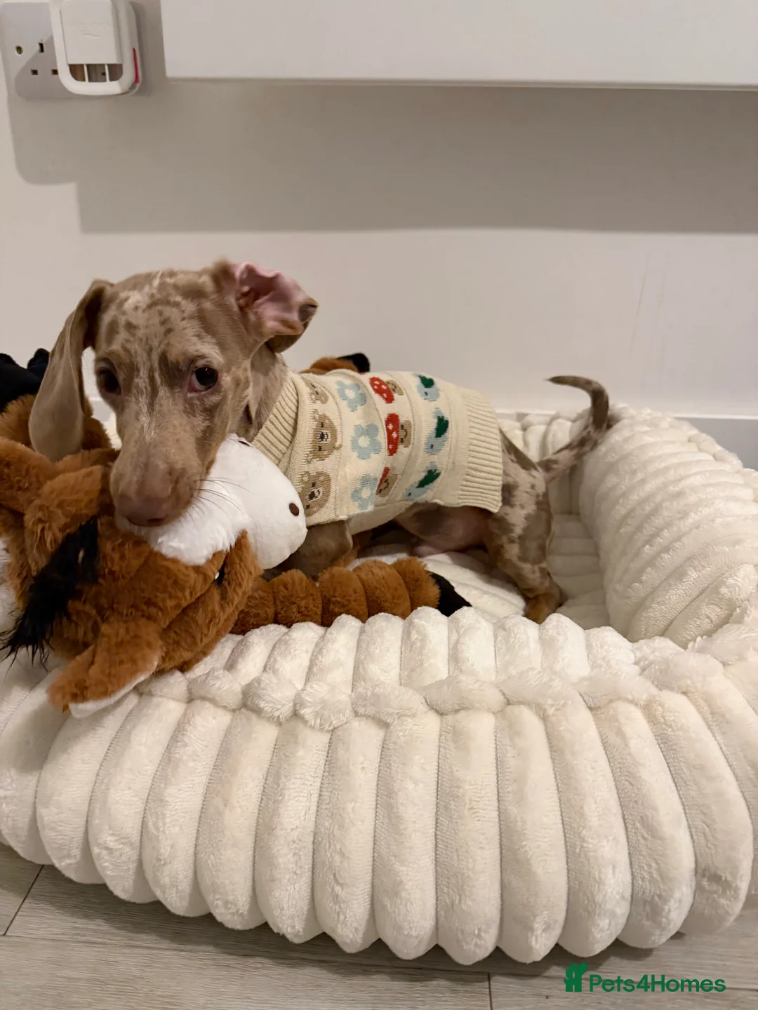 Miniature Dachshund dogs for sale: Male Dapple Miniature Dachshund  - Advert 2