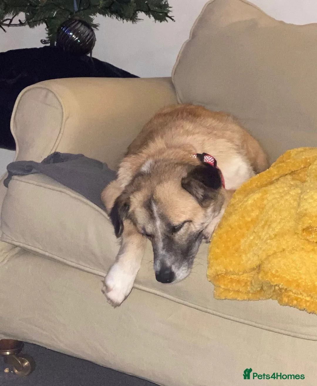 Mixed Breed dogs for adoption: 💕 Shelby 💕 in Blackpool - Advert 9