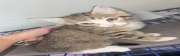 Mixed Breed cats for sale: gorgeous 1/4 ragdoll/tabby kittens for sale - Advert 4