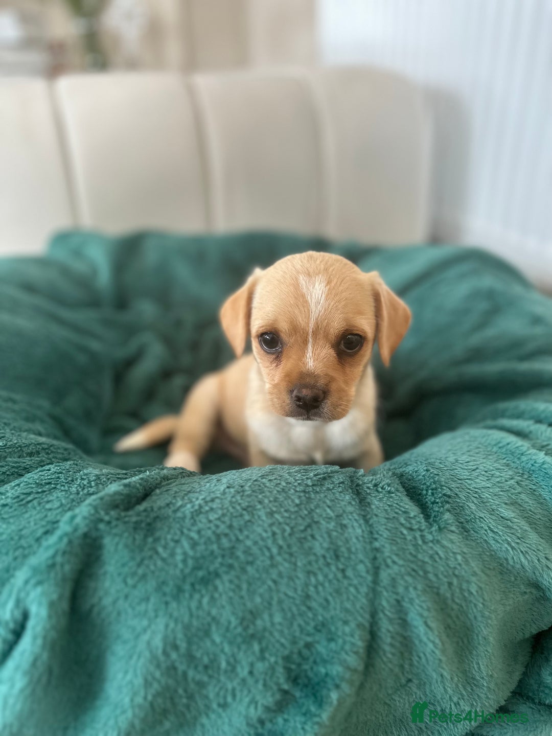 Mixed Breed dogs for sale: Pugs x chihuahua puppies for sale - Image 5