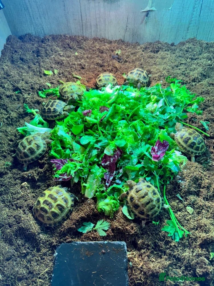 Tortoise reptiles BABY HORSFIELDS & SET UPS! - Advert 1