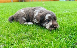 Labradoodle dogs for sale: Chocolate Merle Labradoodle Babies 🐾🐾🐾 - Image 13