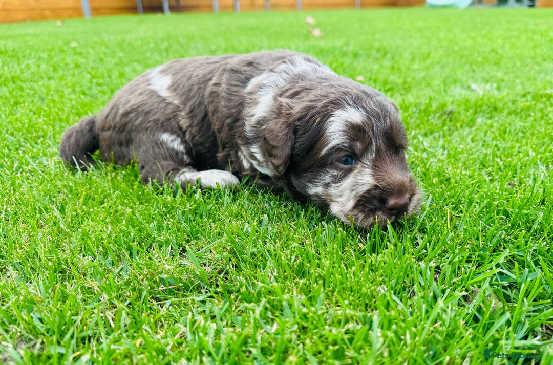 Labradoodle dogs for sale: Chocolate Merle Labradoodle Babies 🐾🐾🐾 - Image 13