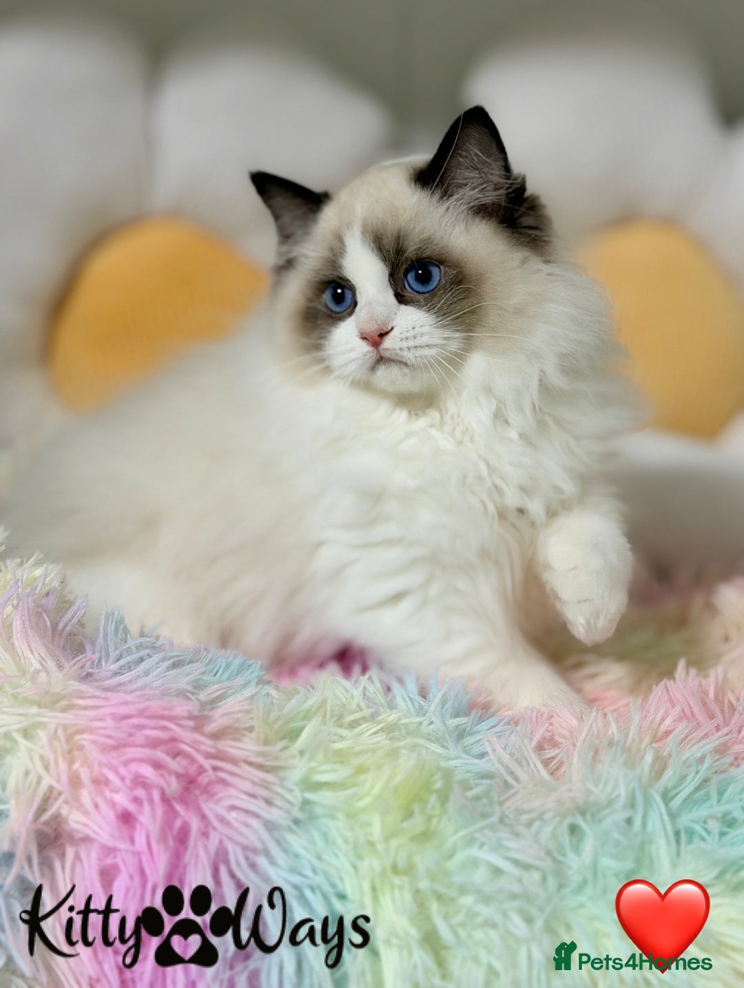 Ragdoll cats for sale: 🐾🩷TICA REG* SEAL BICOLOUR EU RAGDOLL KITTENS🩵🐾 - Advert 6