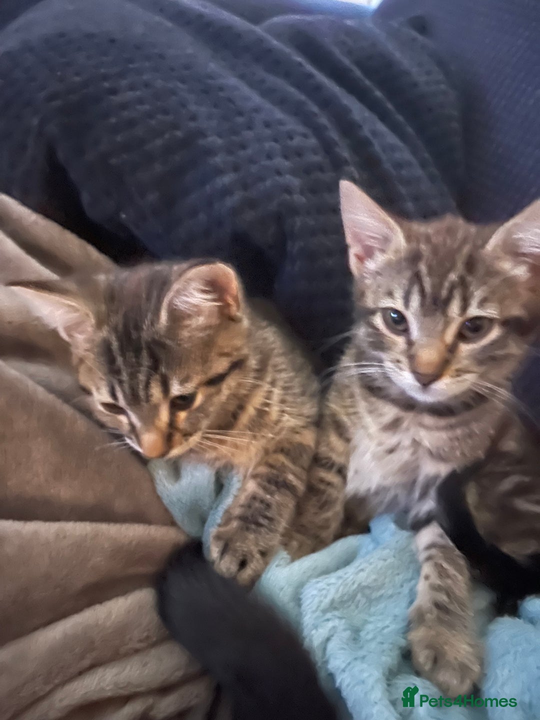 Mixed Breed cats for sale: Mixed breed kittens - Image 11