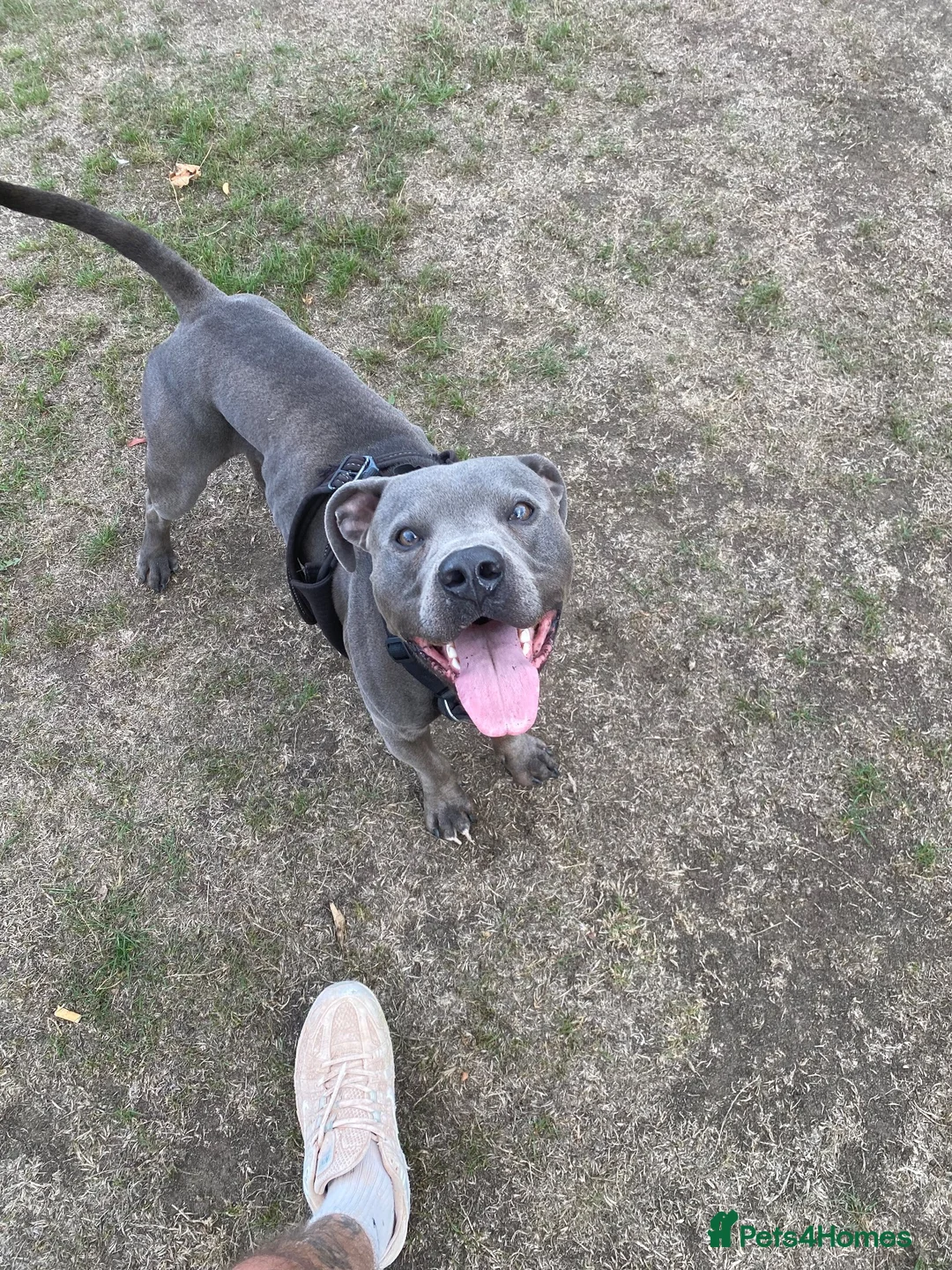Staffordshire Bull Terrier dogs for stud: Lennox BLUE STAFF  in Weybridge - Advert 9