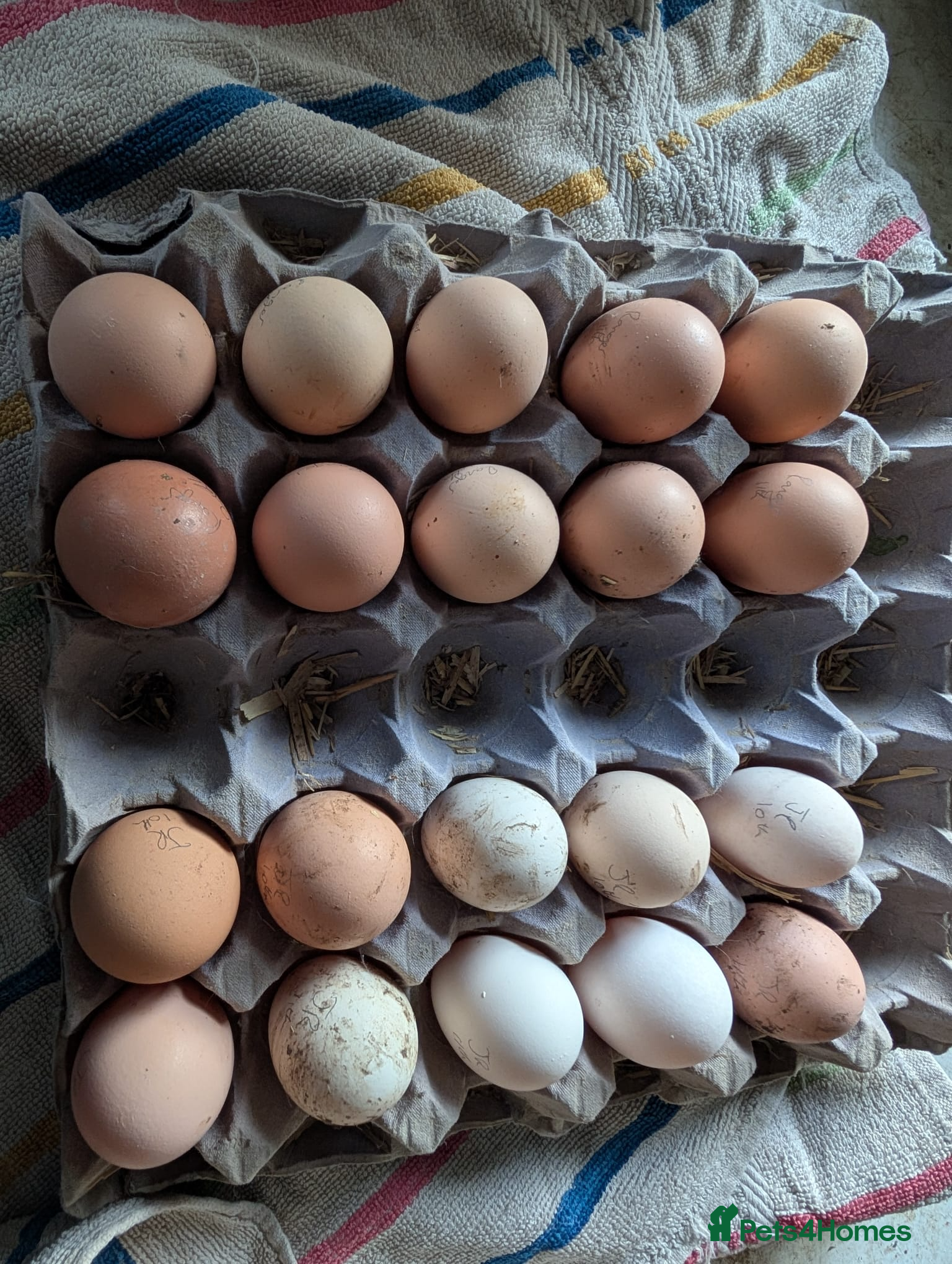 Chickens poultry unsexed chicks and quail and eggs - Advert 18