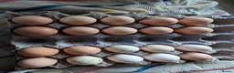 Chickens poultry for sale: unsexed chicks and quail and eggs - Advert 1