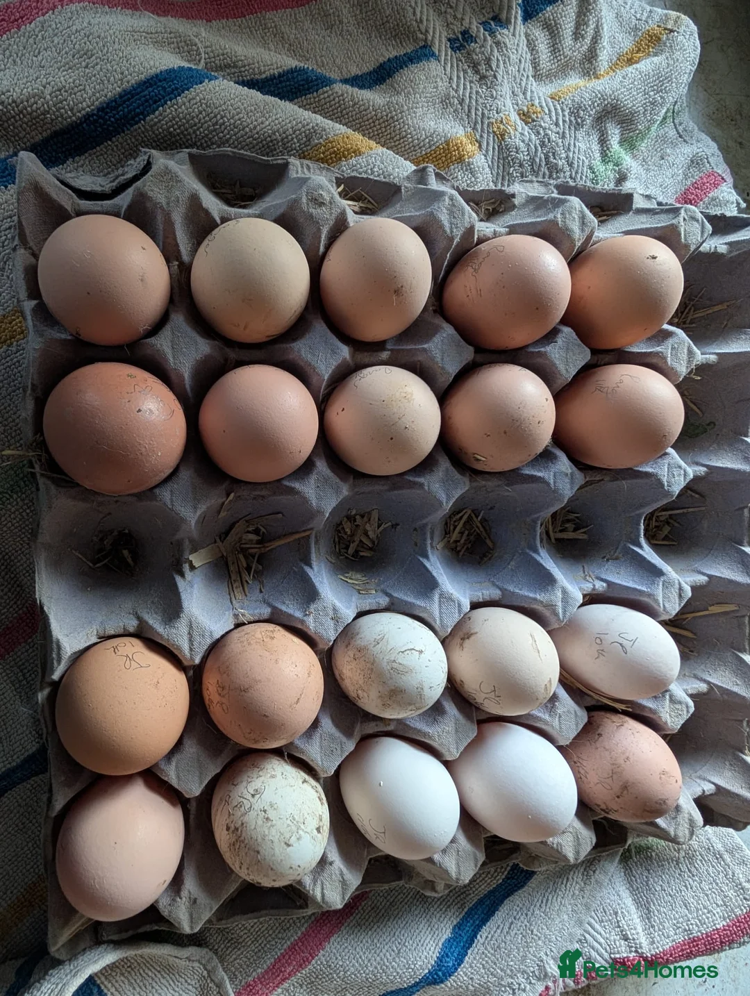 Chickens poultry for sale: unsexed chicks and quail and eggs - Advert 1
