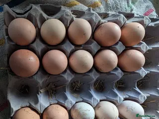 Chickens poultry unsexed chicks and quail and eggs - Advert 18