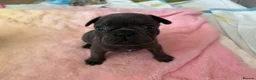 French Bulldog dogs for sale: Beautiful French bulldog puppies  - Advert 3