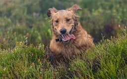 Golden Retriever dogs for stud: Raystone Westnab (Chase), Working, Family Pet  - Advert 10