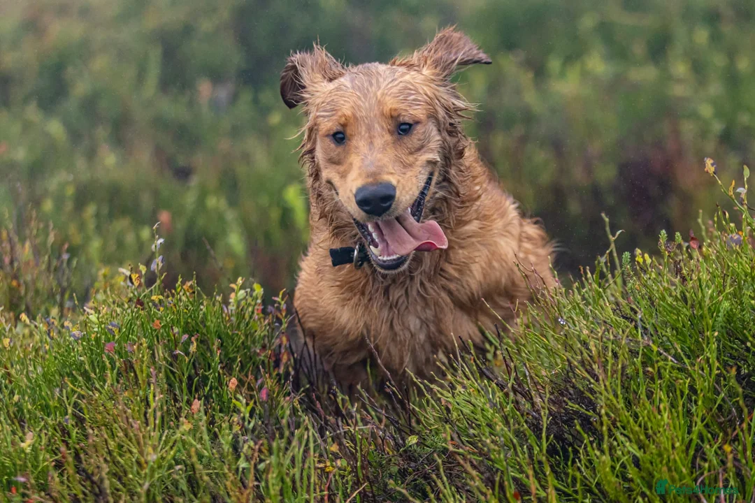 Golden Retriever dogs for stud: Raystone Westnab (Chase), Working, Family Pet  - Advert 10