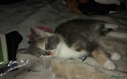 Mixed Breed cats for sale: Mixed breed kittens  - Image 15