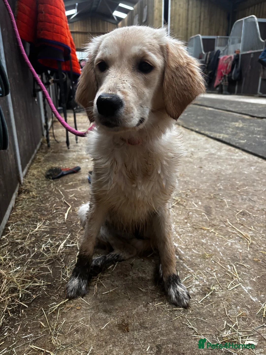 Golden Retriever dogs for sale: Lillie – 1-Year-Old KC Registered Retriever 🐾 in Cheltenham - Advert 24